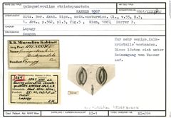 Karteikarte zu Quinqueloculina undosa Karrer, 1867